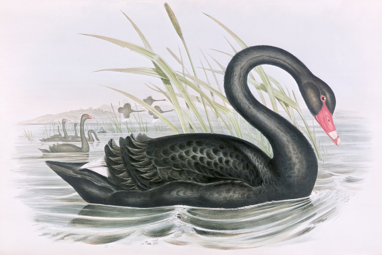 Bilinmeyen resim by John Gould