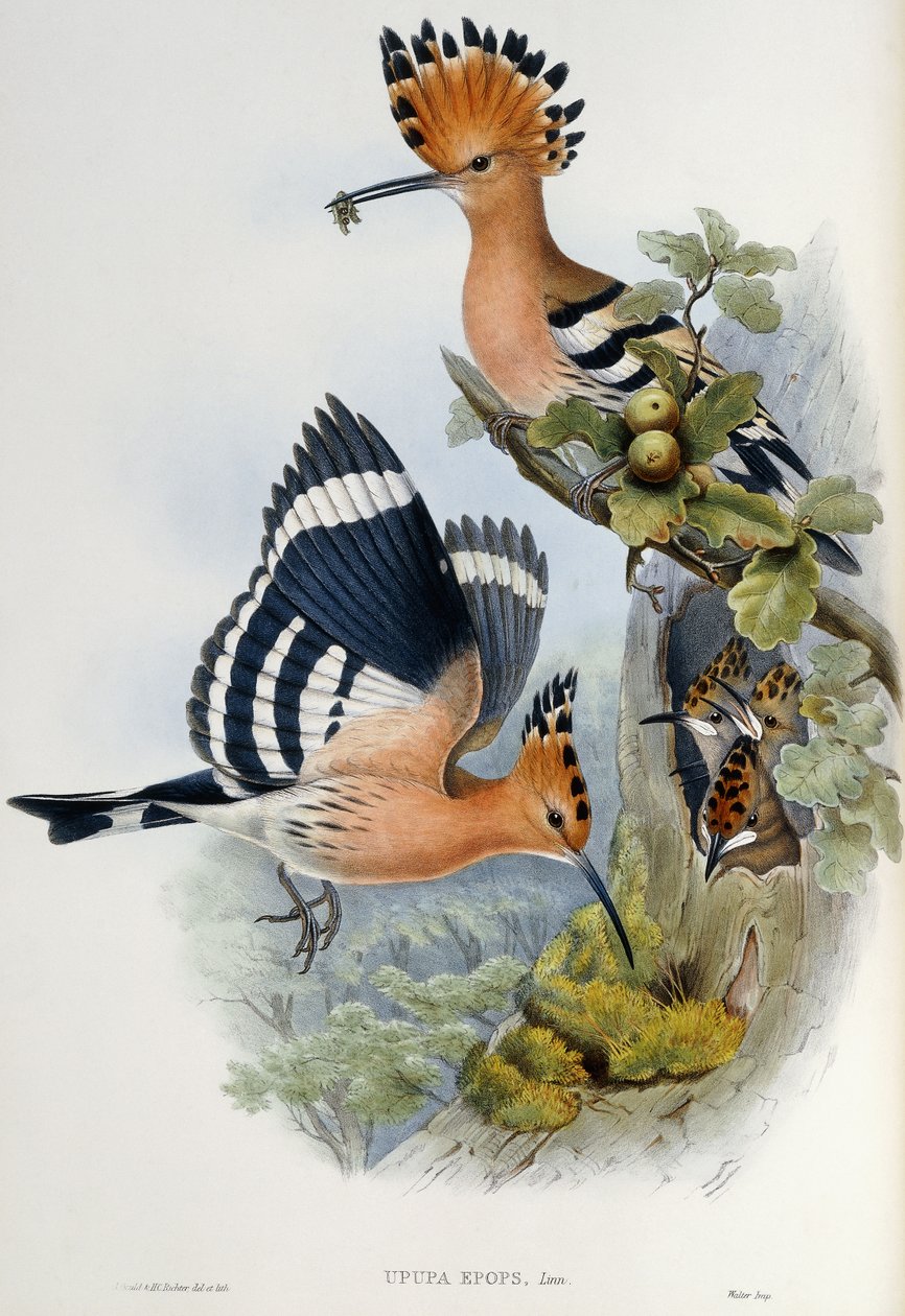 Upupa Destanları by John Gould
