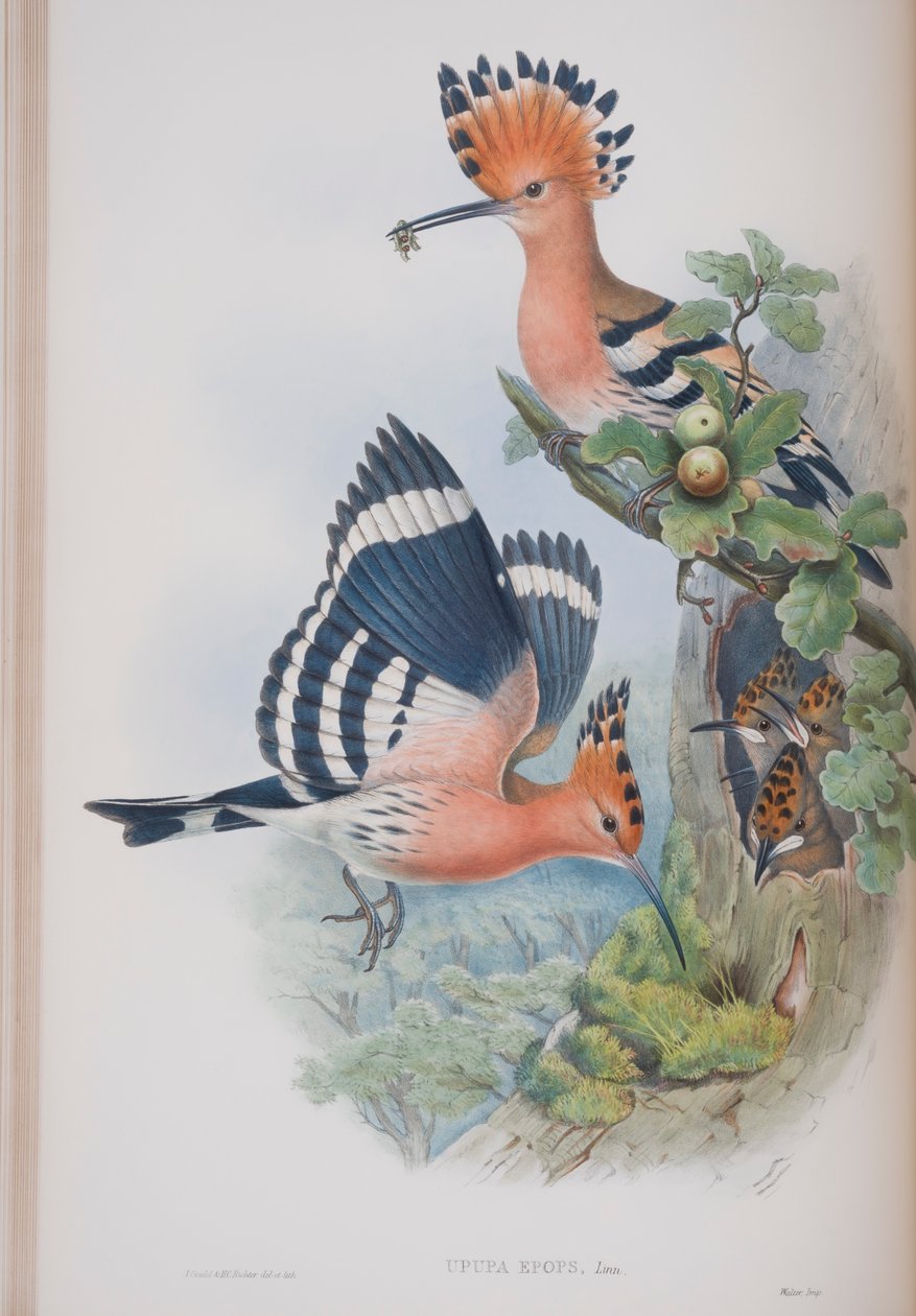 Upupa Epops, John Gould