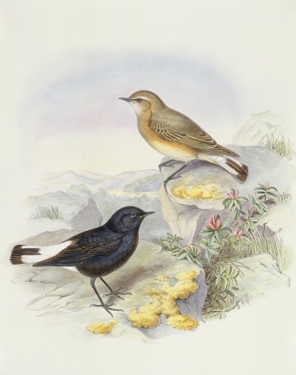 Değişken başak (Oenanthe picata), John Gould tarafından gravür by John Gould