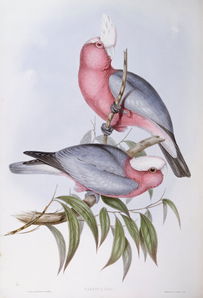Menekşe boyunlu lory (Eos squamata), John Gould tarafından gravür by John Gould