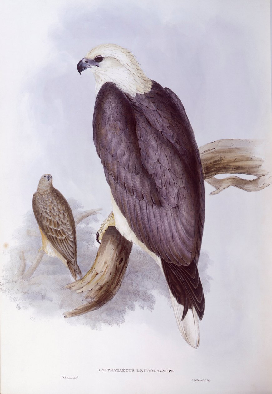 Ak karınlı balık kartalı (Haliaeetus leucogaster), John Gould tarafından gravür by John Gould