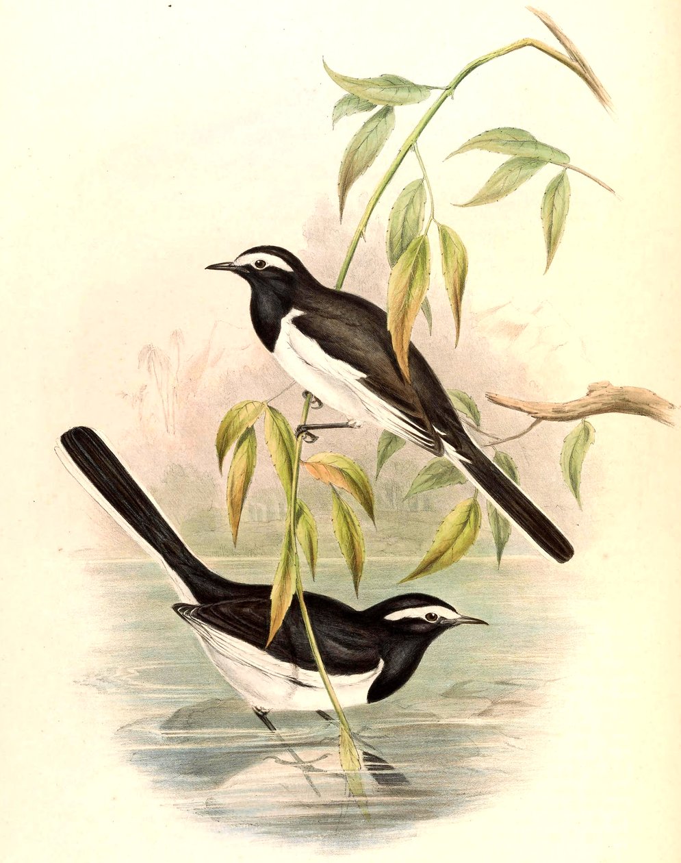 Ak kaşlı Kuyruksallayan (Büyük Alaca Kuyruksallayan) Motacilla maderaspatensis Gmelin by John Gould