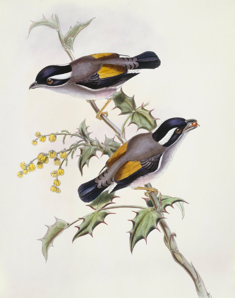 Ak kaşlı örümcek kuşu gevezeliği (Pteruthius flaviscapis), John Gould tarafından gravür by John Gould