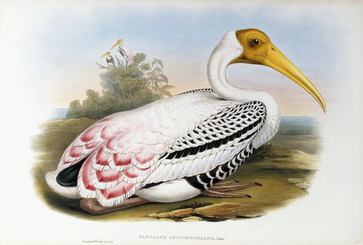 Ak başlı Ibis; Tantalus Leucocephalus, c.1850-1873 by John Gould