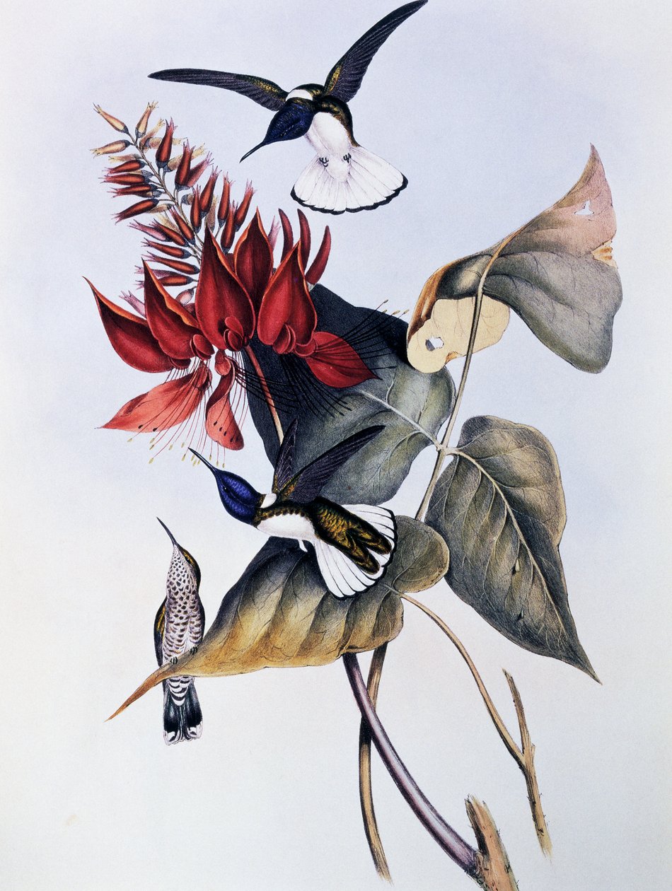 Beyaz boyunlu Jakoben (Florisuga mellivora), John Gould (1804-1881) tarafından Trochilidae veya Humming Birds Monograph