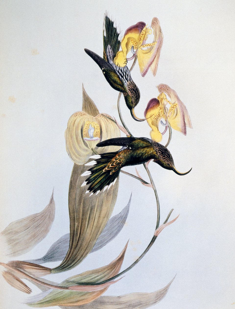 Ak uçlu Orak Gaga (Eutoxeres aquila) by John Gould