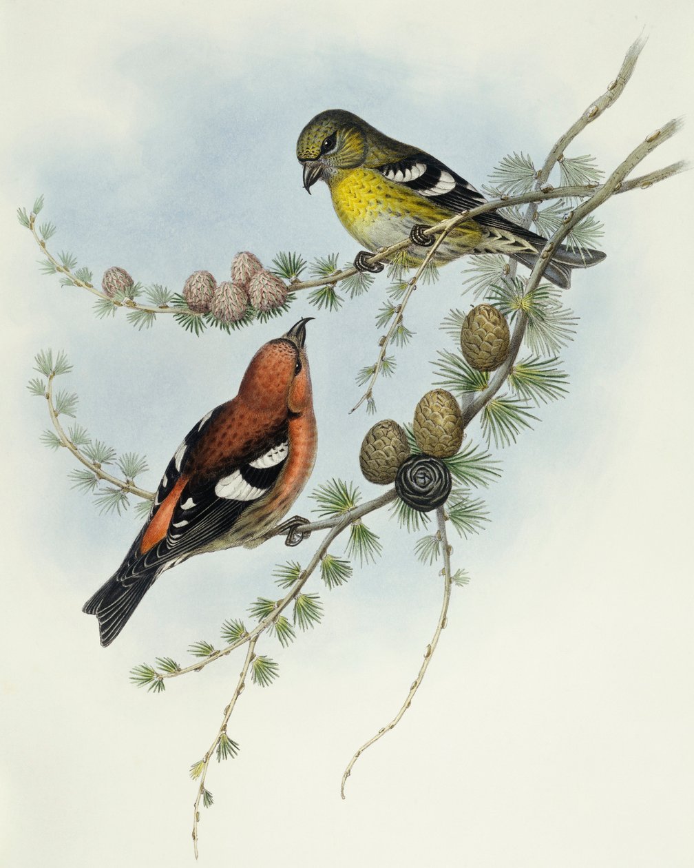 Beyaz kanatlı çapraz gaga (Loxia leucoptera), John Gould tarafından gravür by John Gould