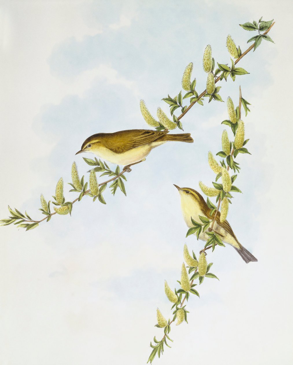 Söğüt ötleğen (Phylloscopus trochilus), John Gould tarafından gravür by John Gould