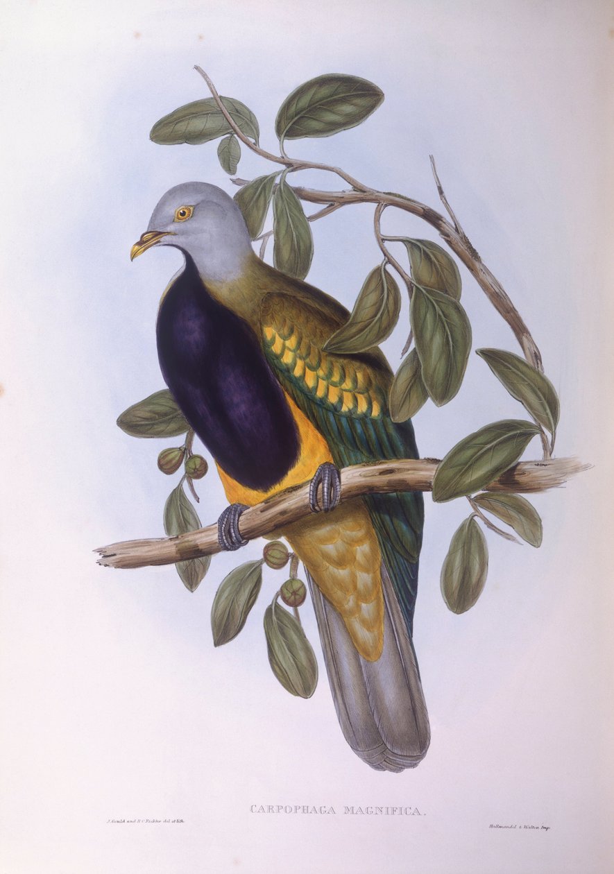 Wompoo meyveli güvercin (Ptilinopus magnificus), John Gould tarafından gravür by John Gould