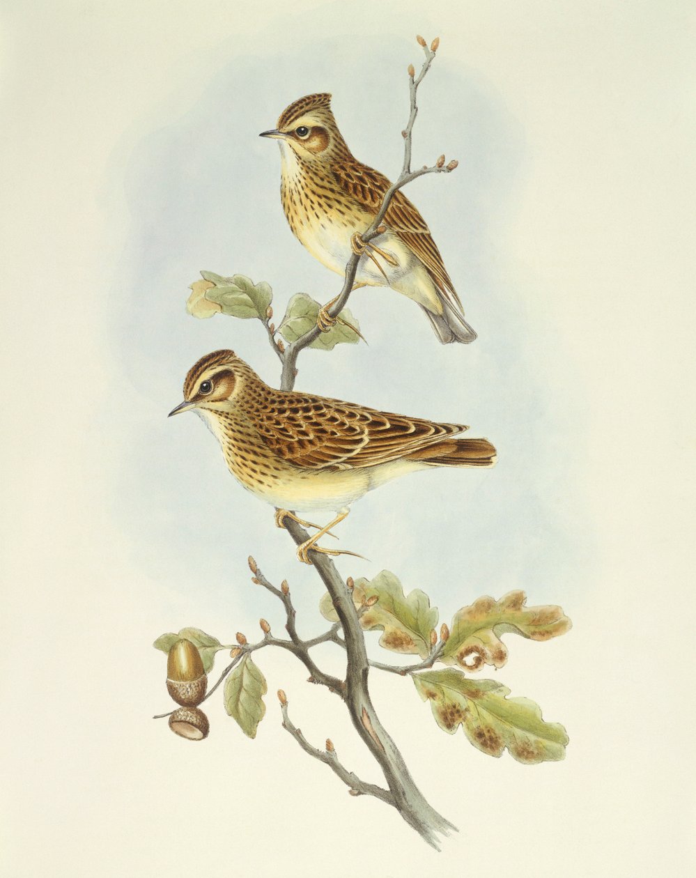 Ahşap domuz yağı (Lullula arborea), John Gould tarafından gravür by John Gould