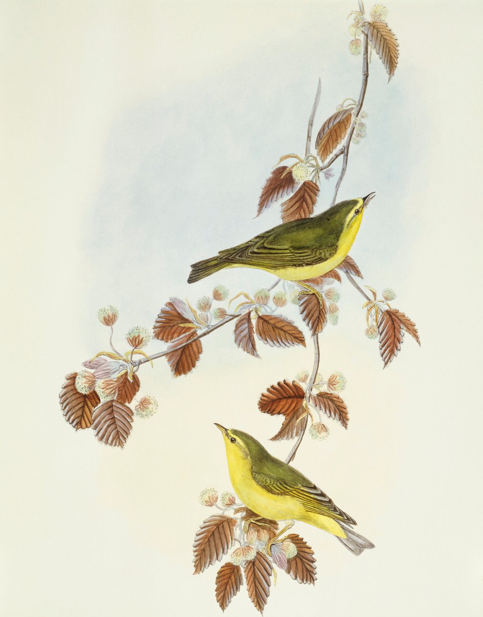 Ahşap ötleğen (Phylloscopus sibilatrix), John Gould tarafından gravür by John Gould