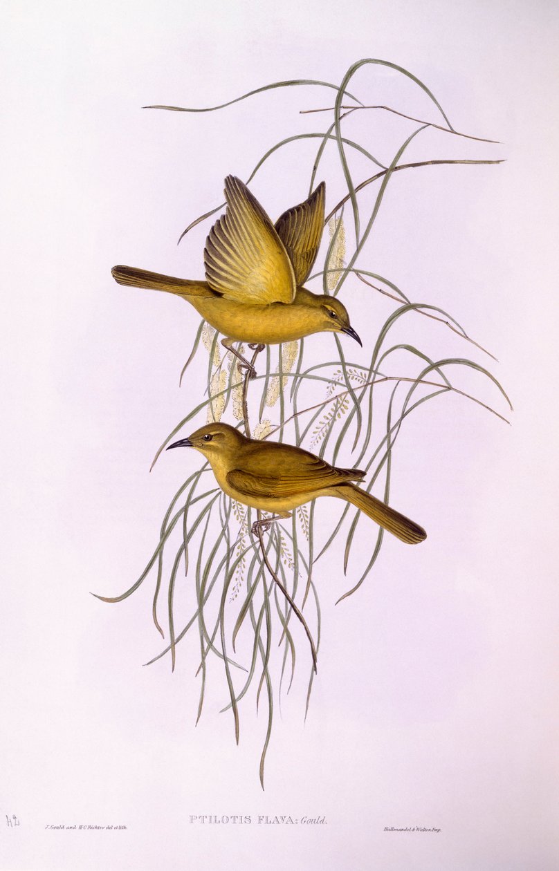 Sarı bal yiyici (Lichenostomus flavus), John Gould tarafından gravür by John Gould