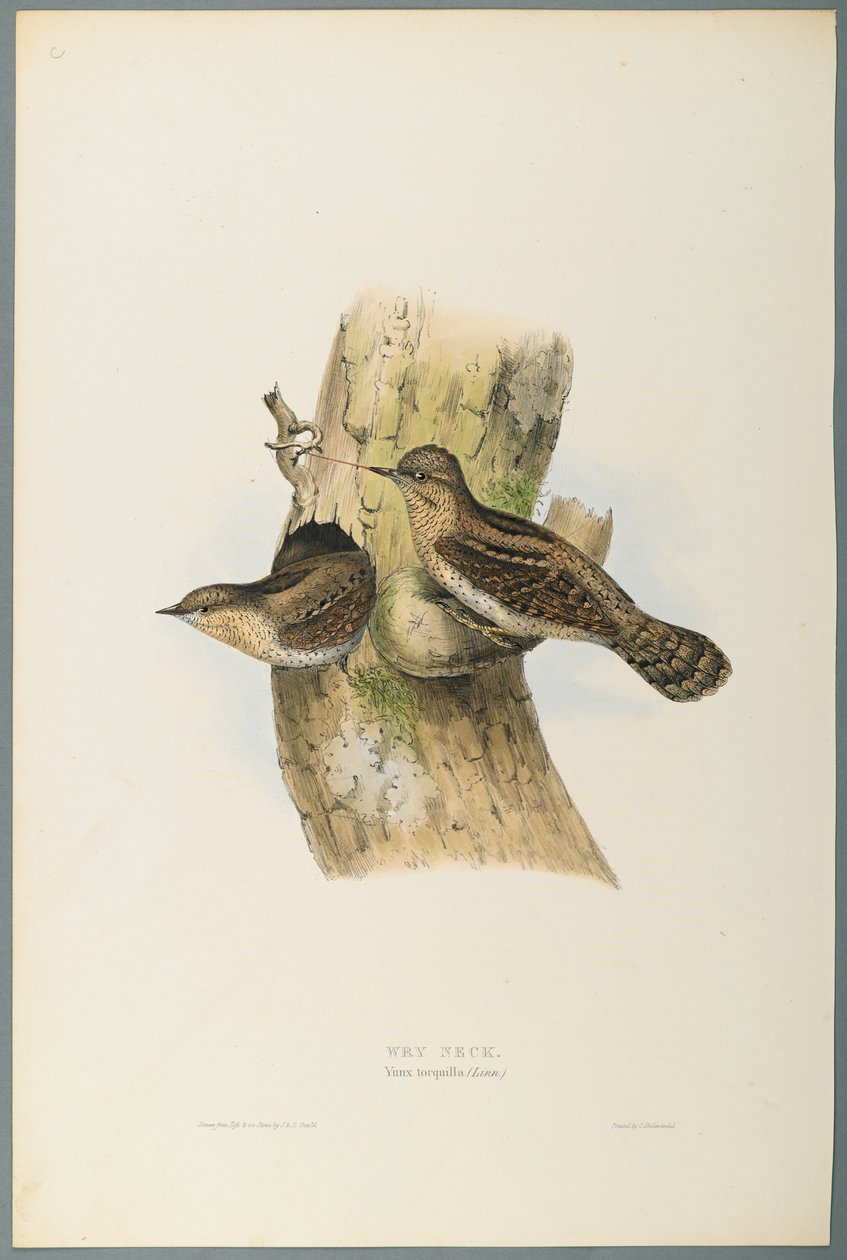 Yunx Torquilla: Wry Neck (dokuma kağıt üzerinde renkli lito) by John Gould