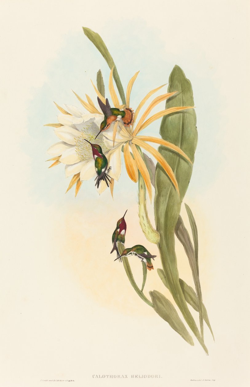 Kalotoraks heliodori by John Gould and H.C. Richter
