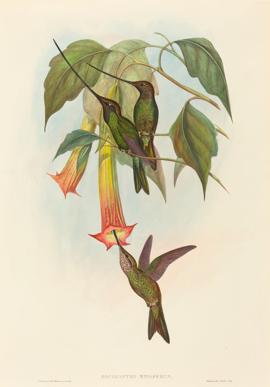 Docimastes ensiferus (Kılıç gagalı Sinekkuşu) by John Gould and H.C. Richter