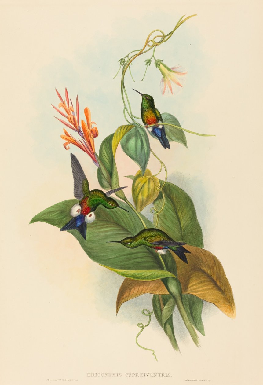 Eriocnemis cupreiventris (Bakır havalandırmalı Puff-Bacak) by John Gould and H.C. Richter