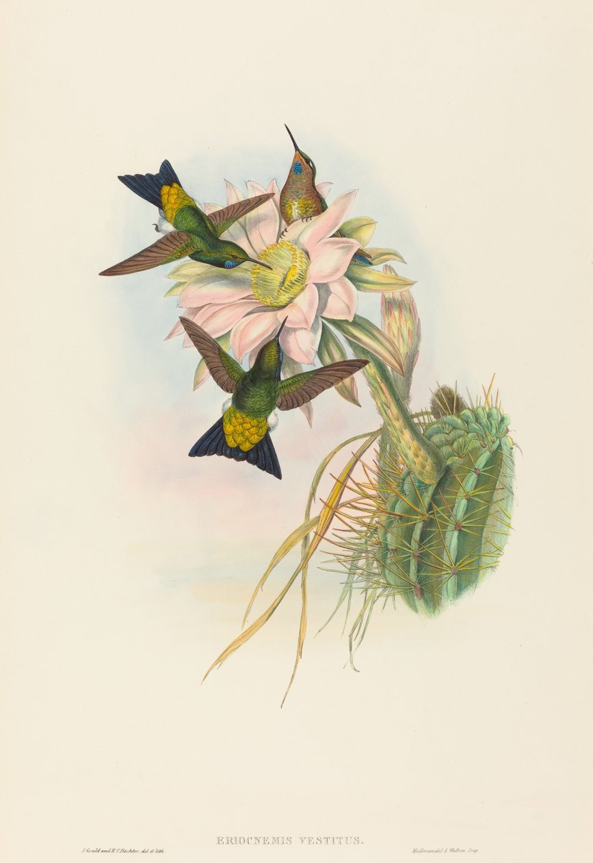 Eriocnemis vestitus (Parlayan Puff-Bacak) by John Gould and H.C. Richter