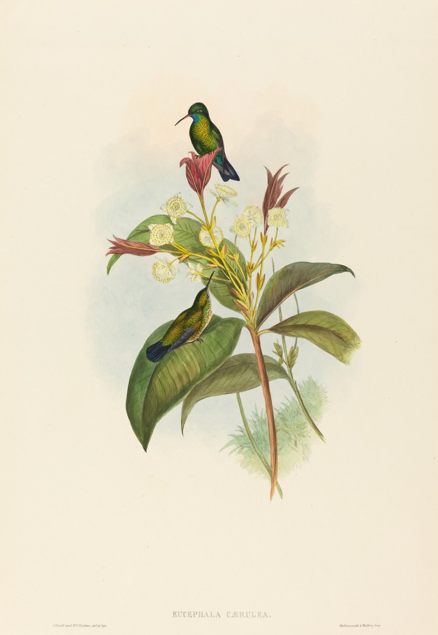 Eucephala caerulea (Mavi Çeneli Safir) by John Gould and H.C. Richter