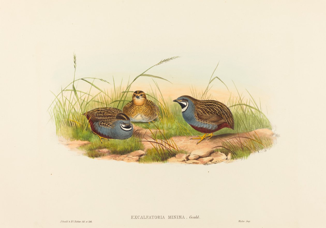 Excalftoria minima (Mavi Göğüslü Bıldırcın) by John Gould and H.C. Richter