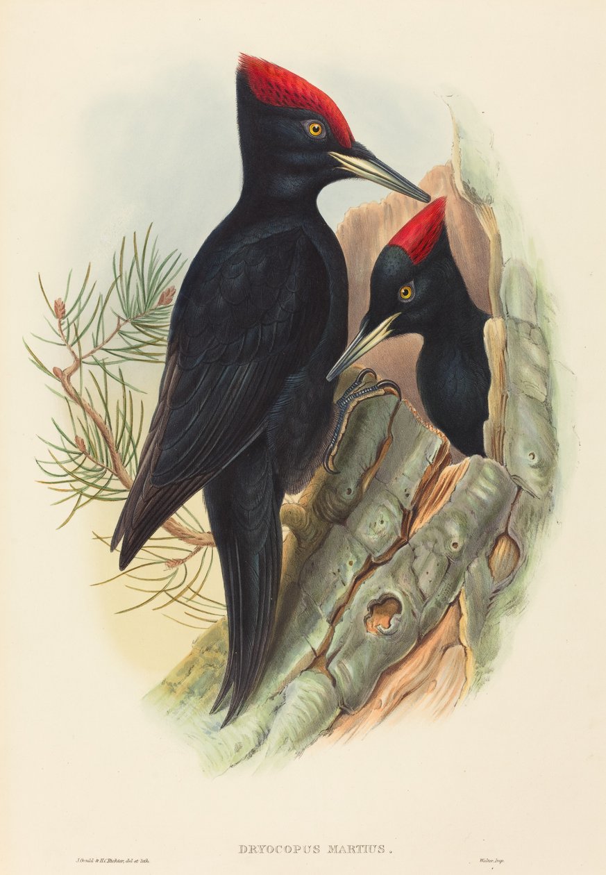 Büyük Kara Ağaçkakan (Dryocopus martius) by John Gould and H.C. Richter