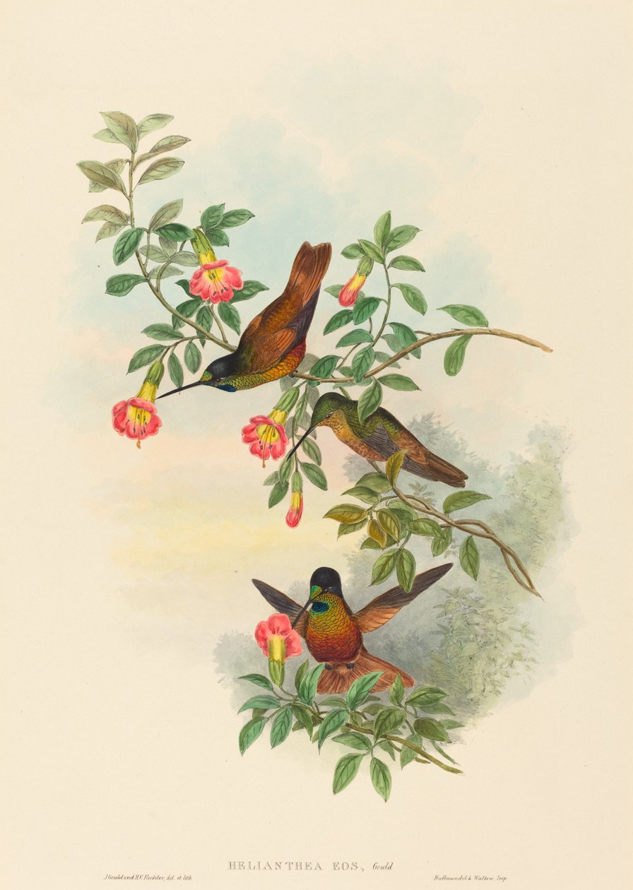 Helianthea eos (Altın Yıldız ön yüzü) by John Gould and H.C. Richter
