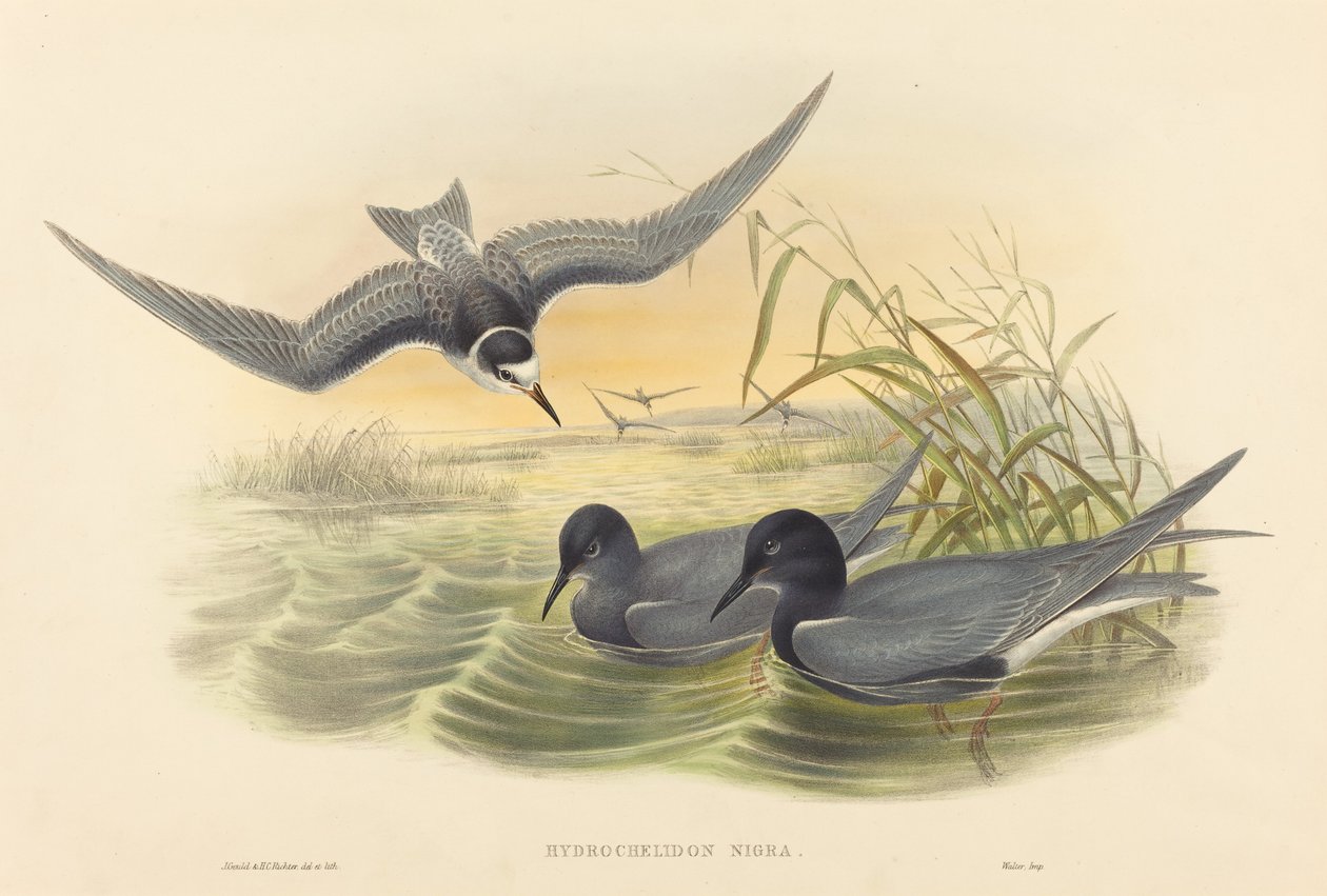 hidrochelidon nigra by John Gould and H.C. Richter