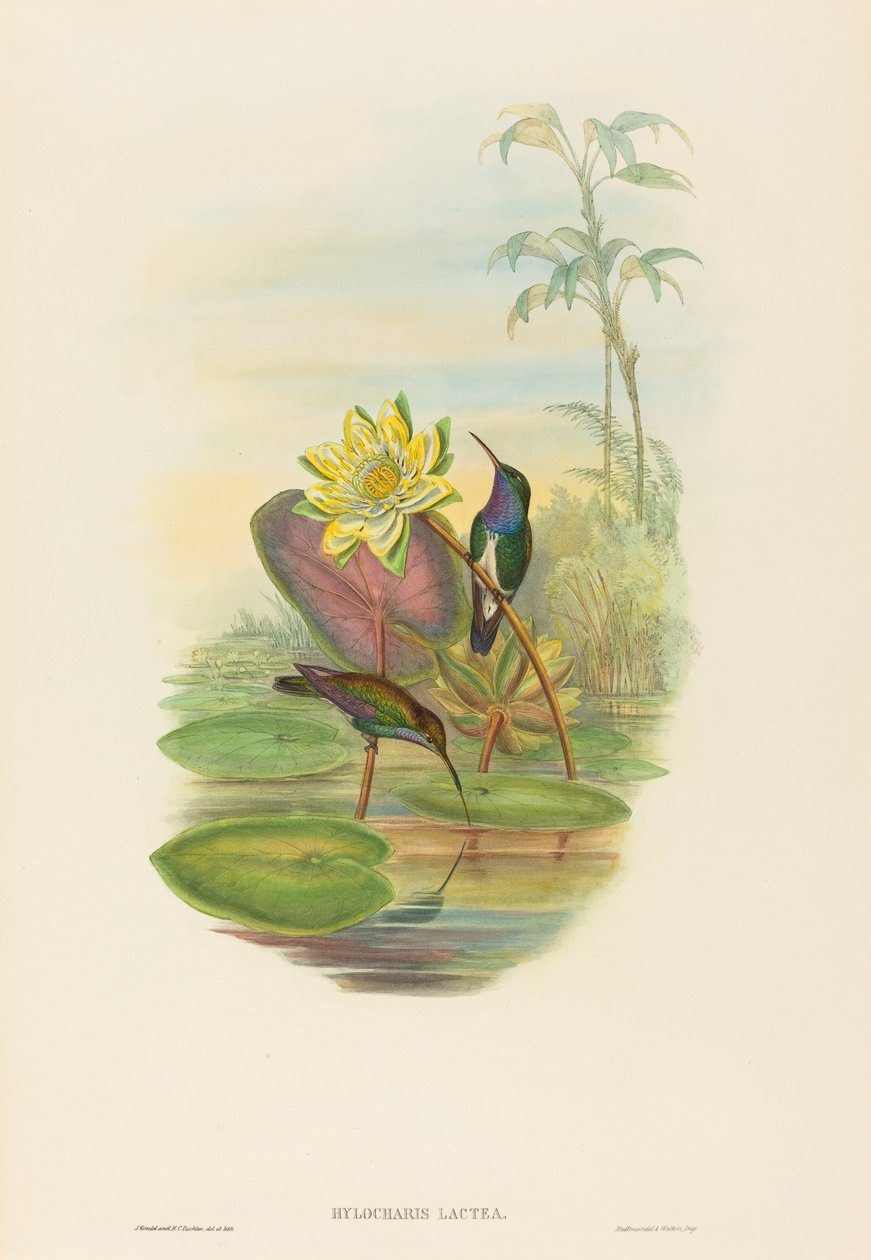 Hylocharis galaksisi (Safir göğüslü Zümrüt) by John Gould and H.C. Richter