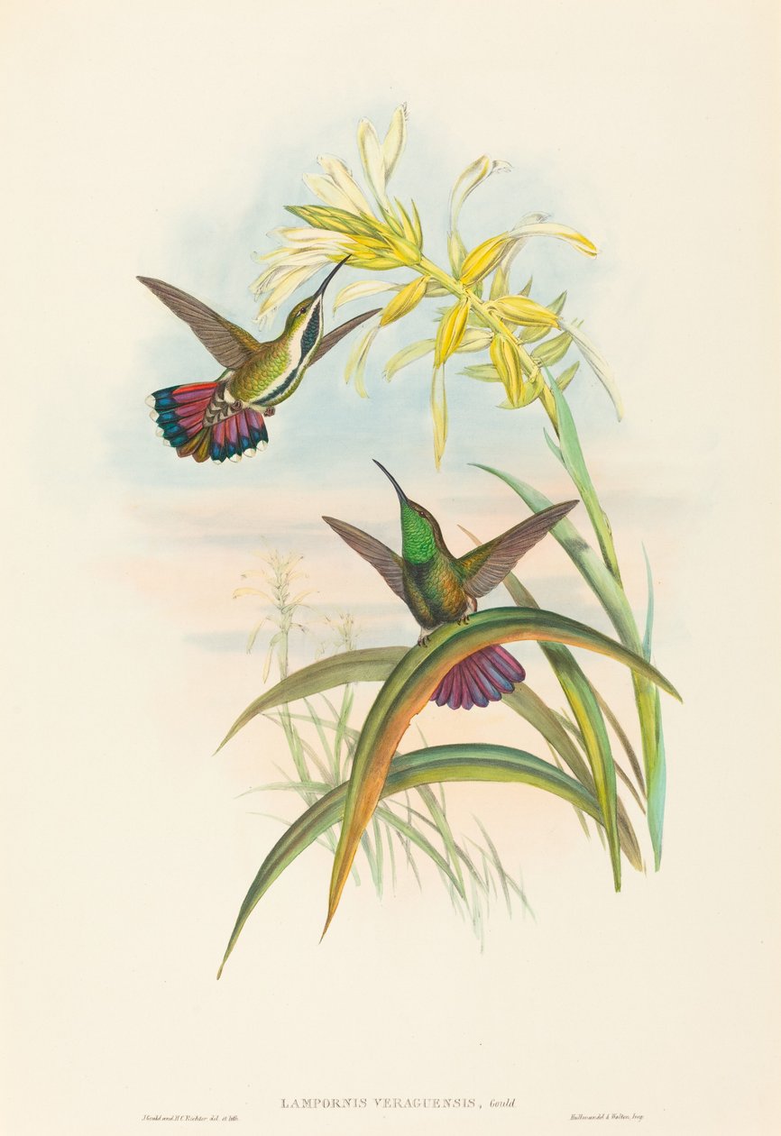 Lampornis veraguensis (Veraguan Mangosu) by John Gould and H.C. Richter