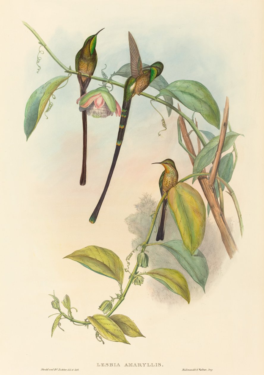 lezbiya nergis zambağı by John Gould and H.C. Richter