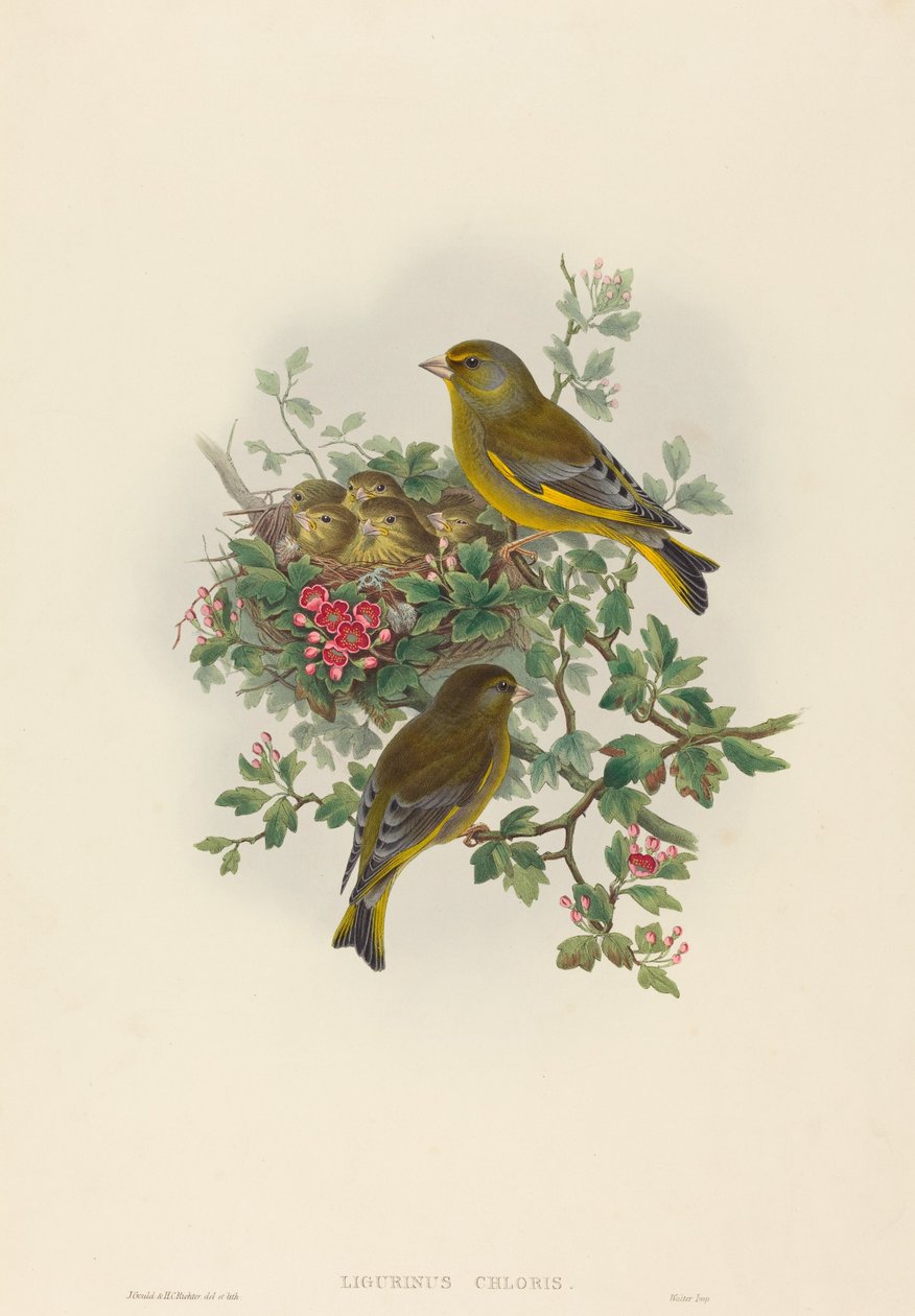 Ligurinus kloris (Yeşil ispinoz) by John Gould and H.C. Richter