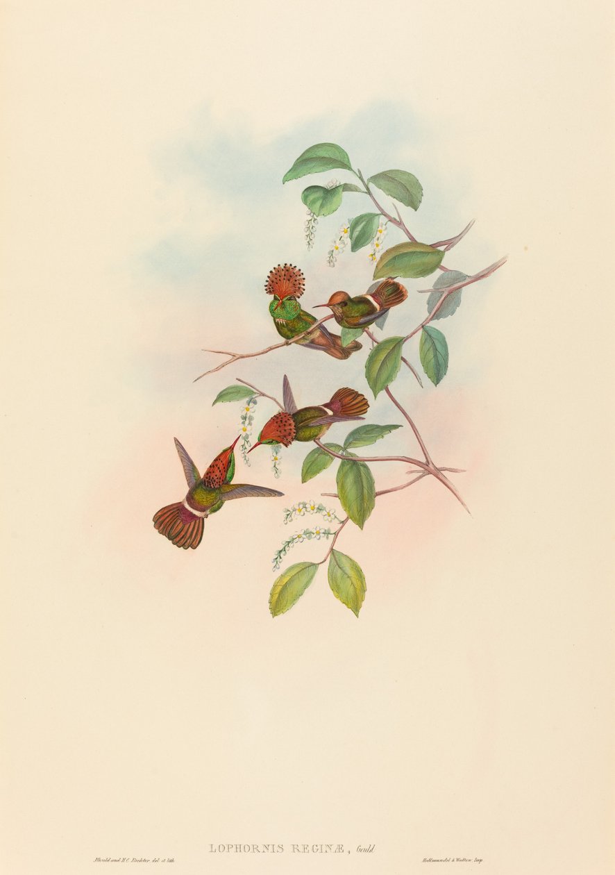 Kraliçe Lophornas (Püsküllü Koket) by John Gould and H.C. Richter