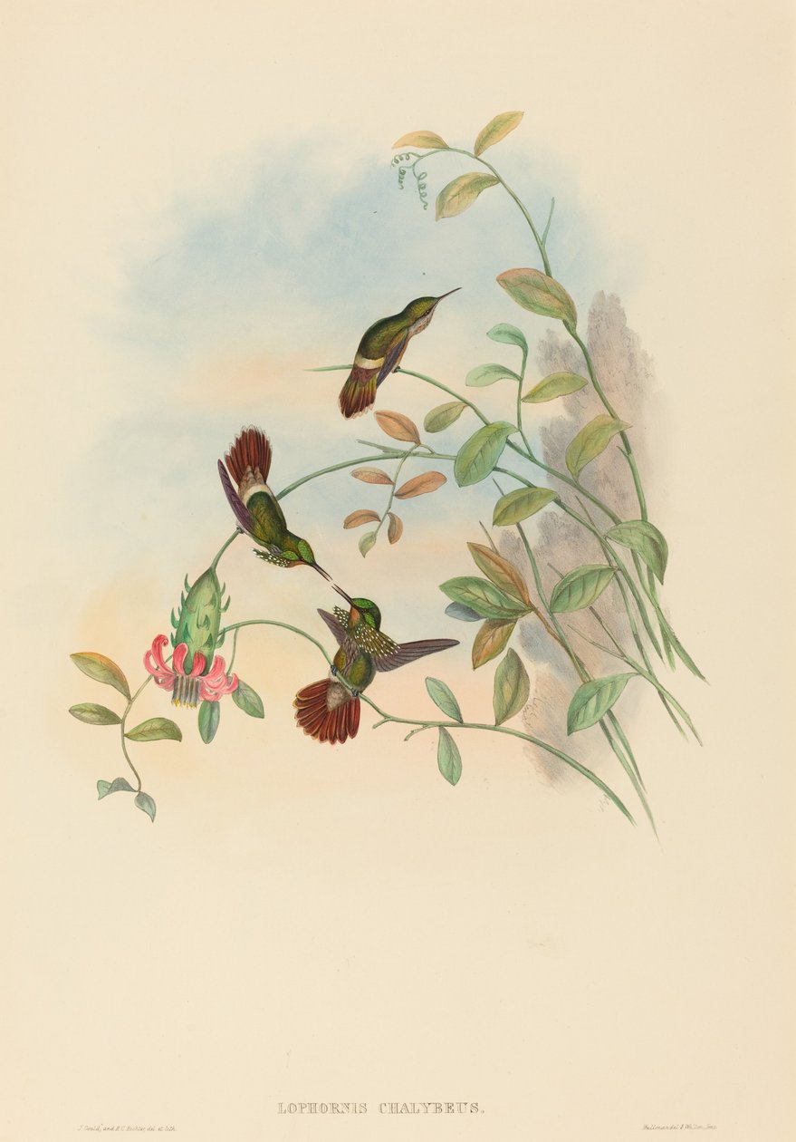Lophornis chalybeus (Şenlikli Koket) by John Gould and H.C. Richter
