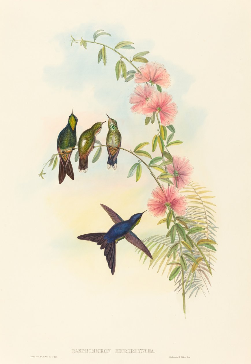 Ramphomicron microrhyncha (Küçük gagalı Thornbill) by John Gould and H.C. Richter