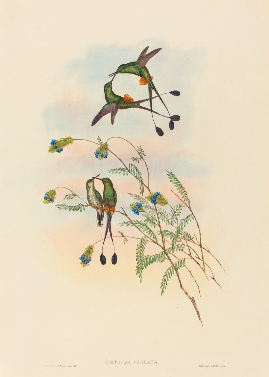 Spathura peruana (Perulu Raket Kuyruğu) by John Gould and H.C. Richter
