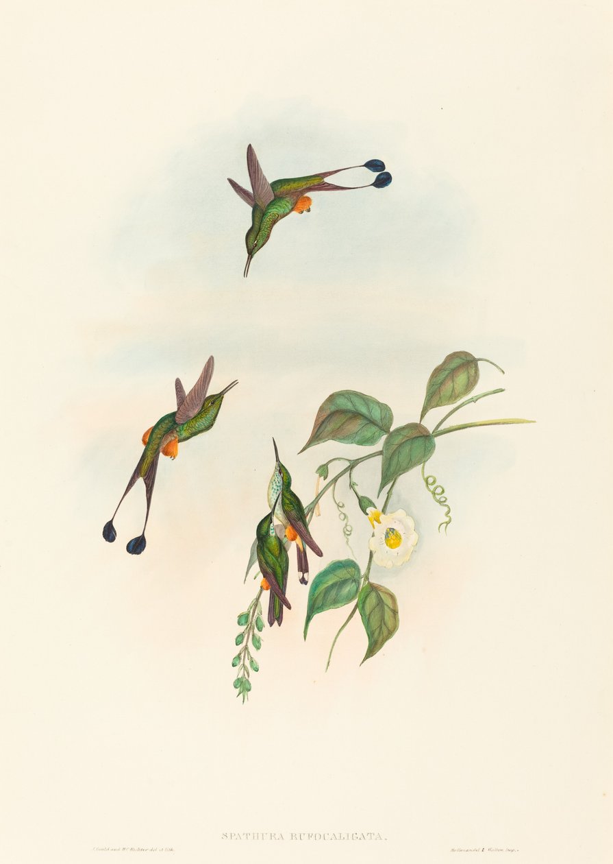 Spathura rufocaligata (Kırmızı çizmeli Raket Kuyruğu) by John Gould and H.C. Richter