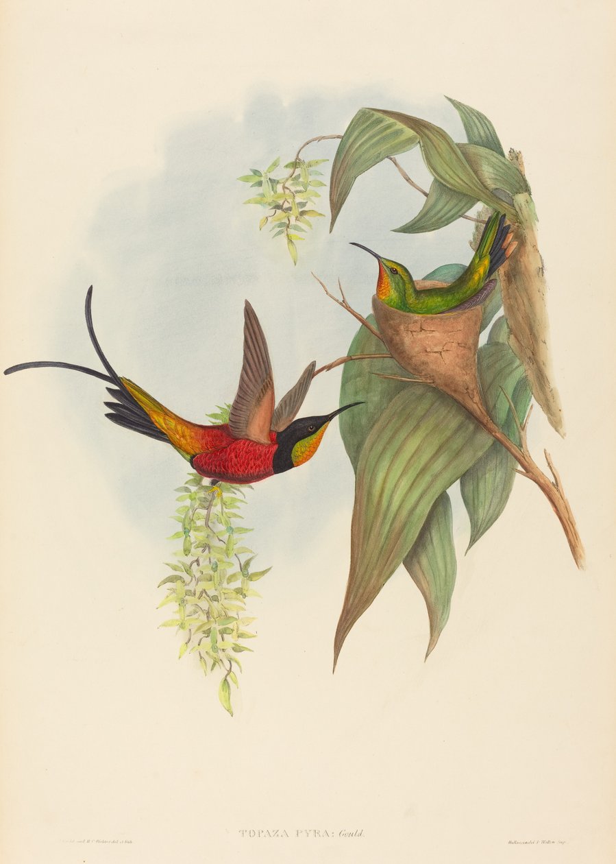 Peri Topaz (Peri Topaz) by John Gould and H.C. Richter