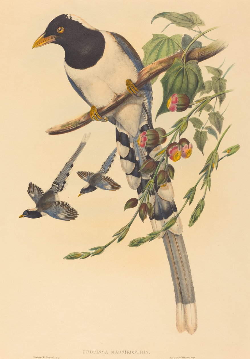 ürocissa magnirostris by John Gould and H.C. Richter