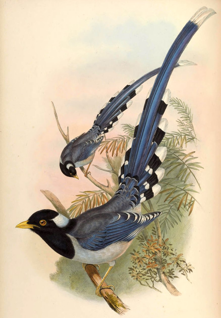 Sarı gagalı Mavi Saksağan Urocissa flavirostris (Blyth) by John Gould and Henry C. Richter