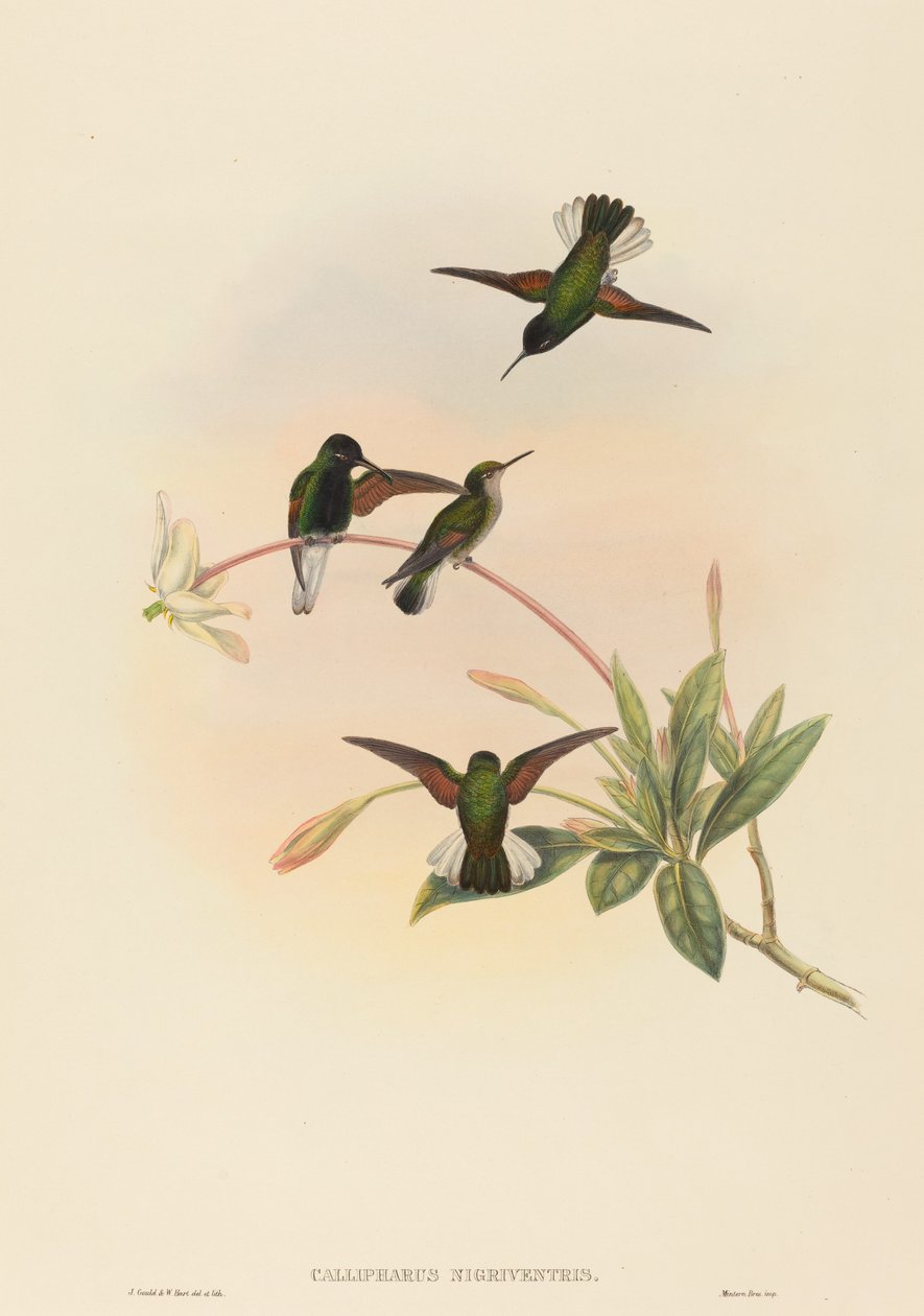 Callipharus nigriventris (Kara karınlı Sinekkuşu) by John Gould and W. Hart