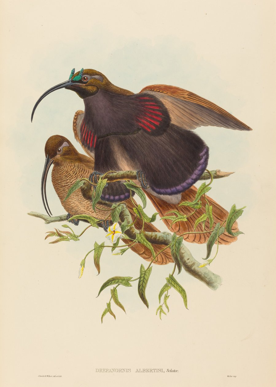 Drepanornis albertisi (Kara gagalı Sicklebill Cennet Kuşu) by John Gould and W. Hart