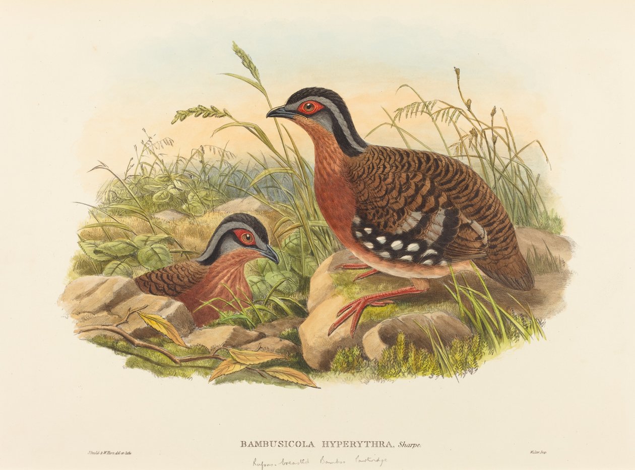 Kızıl Göğüslü Bambu Keklik (Bambusicola Hyperythra) by John Gould and W. Hart