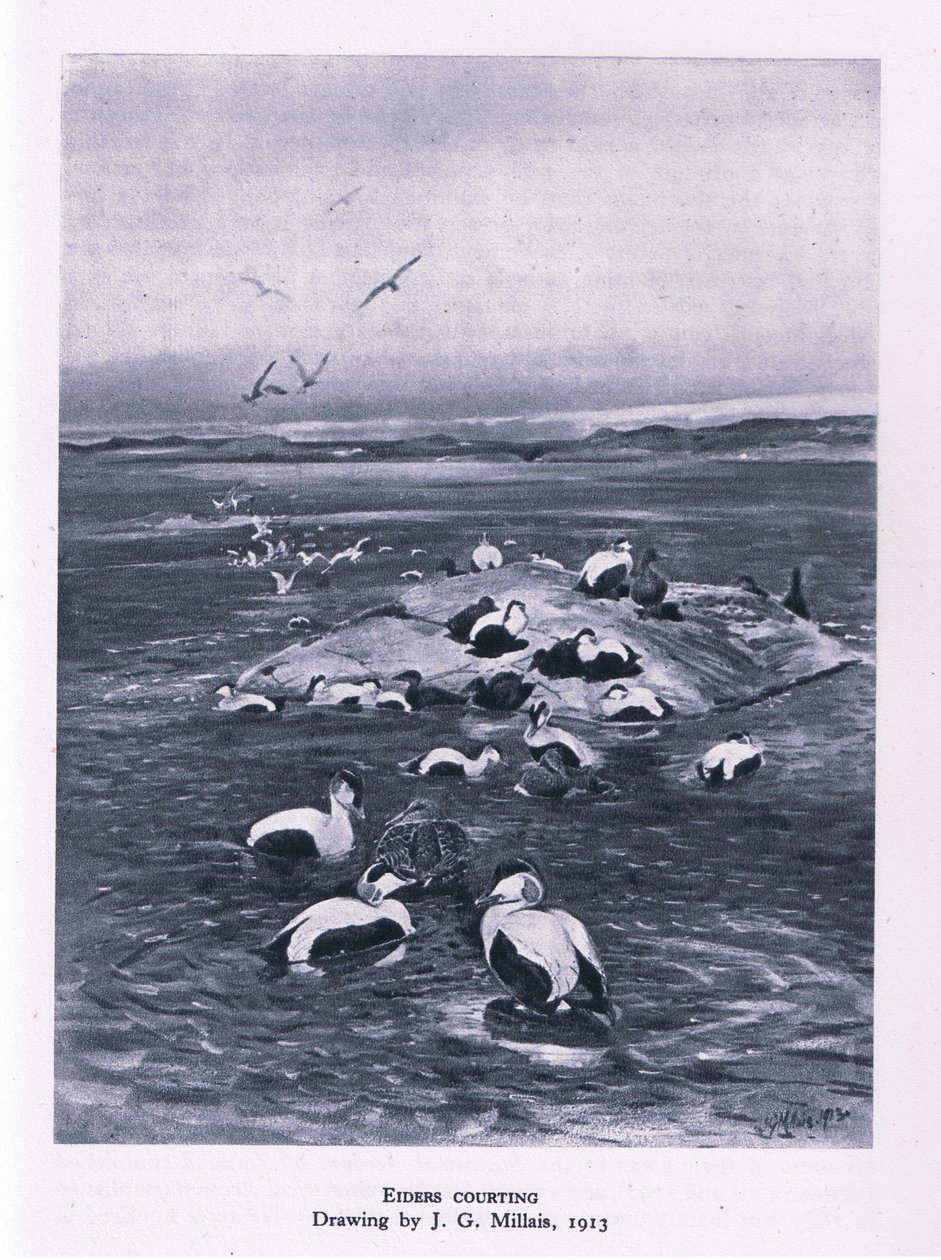Eiders flört ediyor, İngiltere