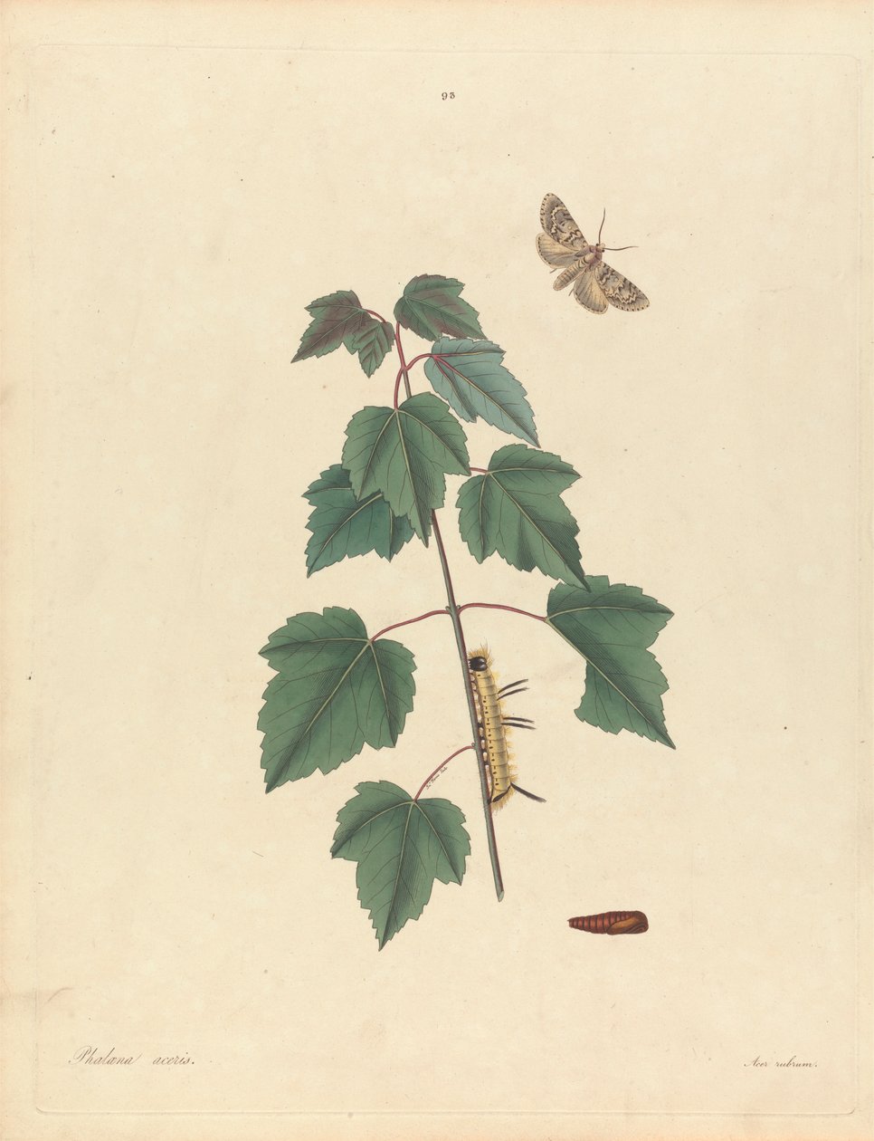 Phalaena Aceris. Acer Rubrum (Gri Akçaağaç Güvesi, Kırmızı Akçaağaç), James Edward Smith'ten Levha 93, 'Gürcistan'ın Nadir Lepidopterous Böceklerinin Doğal Tarihi', Londra, 1797 by John Harris the Elder