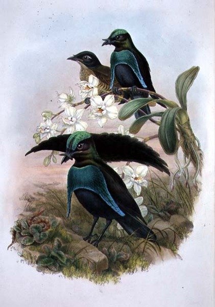 Lophornina - Muhteşem Cennet Kuşu (renkli taş) by John and Hart William (after) Gould