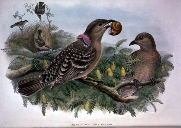 Chlamydera Orientalis (renkli taş) by John and Hart William Gould
