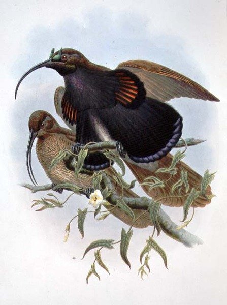 Drepanornis Albertisi (renkli taş) by John and Hart William Gould