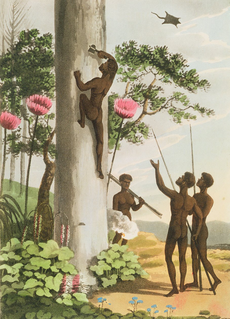 Tırmanma Ağaçları, Matthew Dubourg (fl.1813-1820) pub tarafından oyulmuş Yeni Güney Galler'deki yerliler. 1813 by John Heaviside Clark