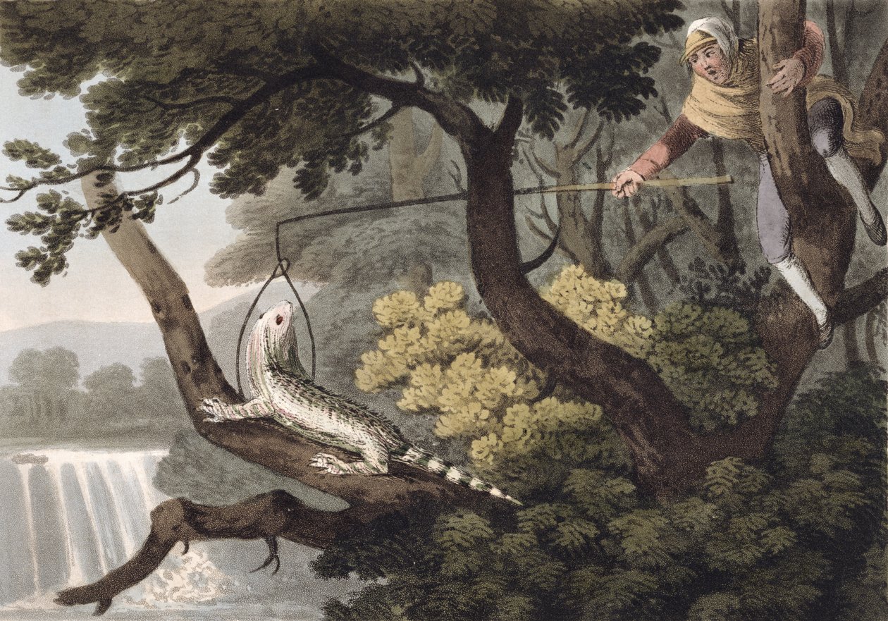 Matthew Dubourg (fl.1785-1820) tarafından kazınmış Meksikalı Kertenkele Yakalayıcı, Edward Orme tarafından yayınlandı, 1813 by John Heaviside Clark