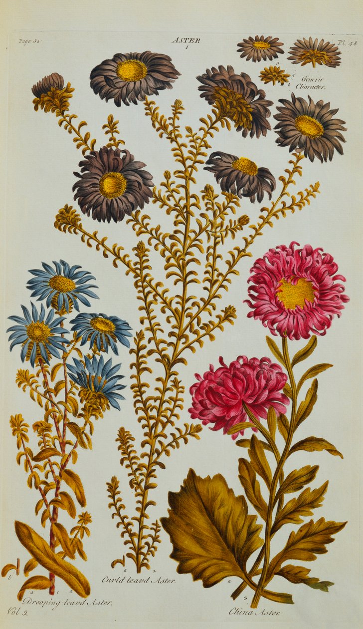 Yıldız, 1759-73 by John Hill